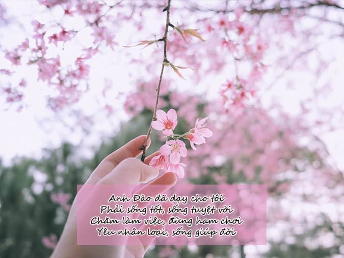Thơ Về Hoa Anh Đào: Tuyệt Tác Thi Ca Về Loài Hoa Quyến Rũ Gallery 1
