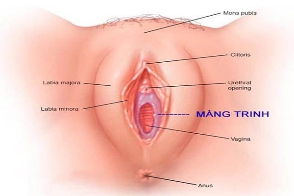 Tỷ lệ phụ nữ không có màng trinh