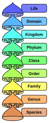 Classification in English Gallery 1