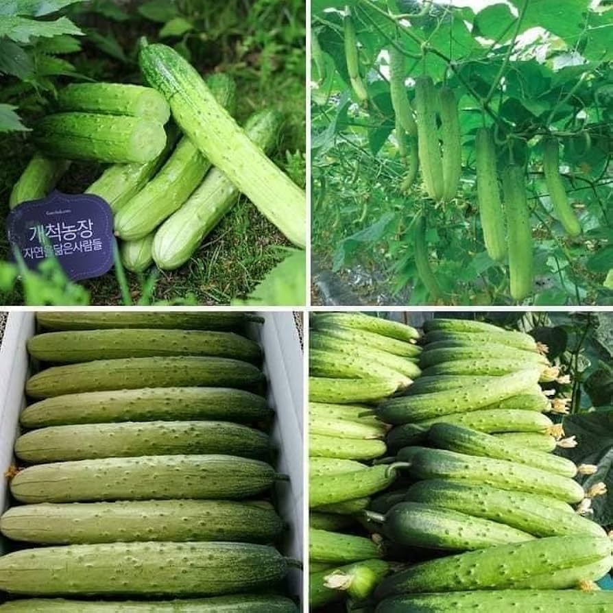 Cucumber in English Gallery 1