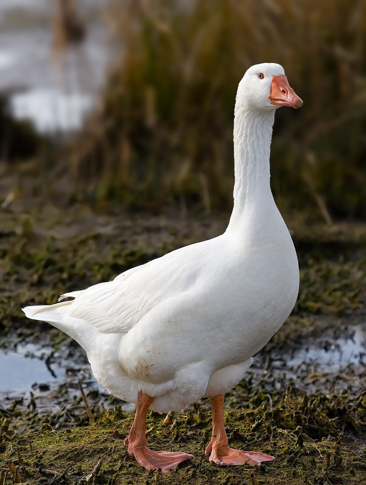 Geese: Everything You Need to Know Gallery 1