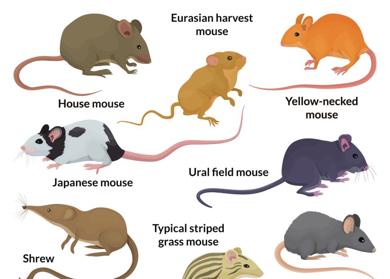 Mice: A Comprehensive Guide Gallery 1