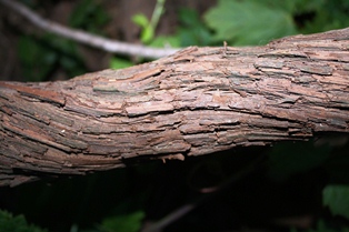 Woody Grapevine Gallery 2