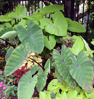 Elephant Ear Plant: A Comprehensive Guide Gallery 1