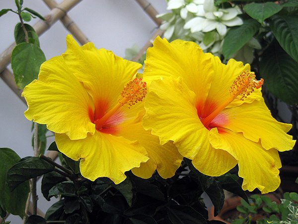 What is Hibiscus in English? Gallery 1