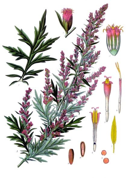 What is Vietnamese Mugwort in English? Gallery 1