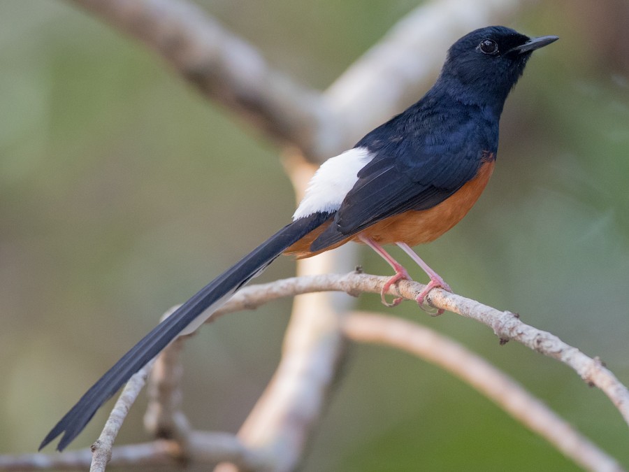 What is the English name for a White-rumped Shama? Gallery 1