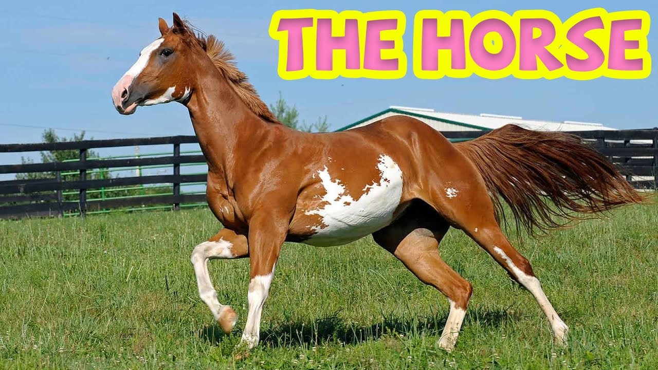 What is the English Word for Horse? Gallery 1