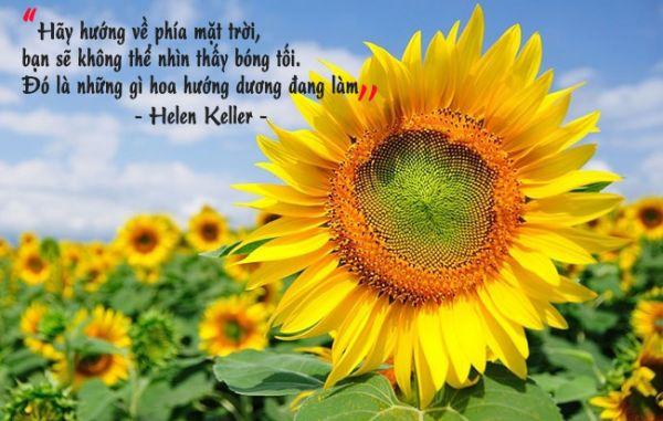 Cứ hướng về phía mặt trời, bóng tối sẽ ngả sau lưng bạn Gallery 2