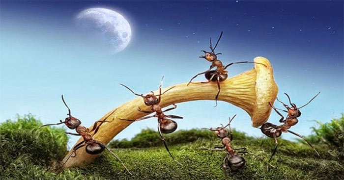 Có Chí Thì Nên - Nghị Luận về Câu Tục Ngữ Gallery 2