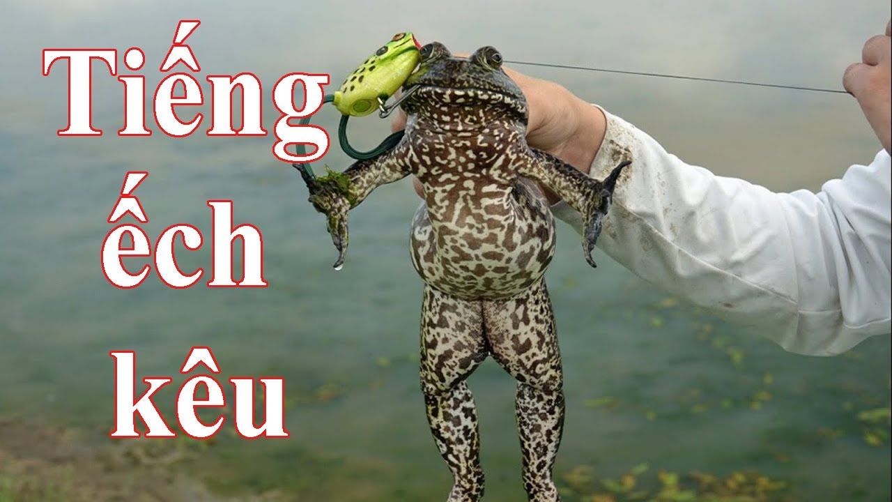 Tiếng Ếch Kêu Cực Chuẩn / Hồng Phát To Gallery 2