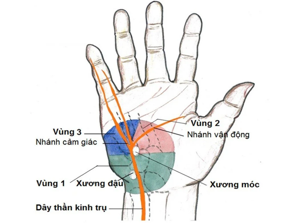 Bàn Tay Vuốt Trụ Là Gì? Gallery 2