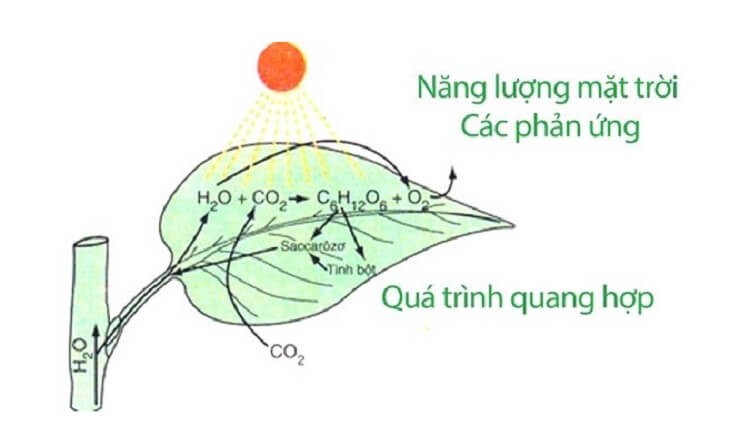 Bảng Oxi Hóa Khử: Thế Điện Cực Chuẩn và Ứng Dụng Gallery 2