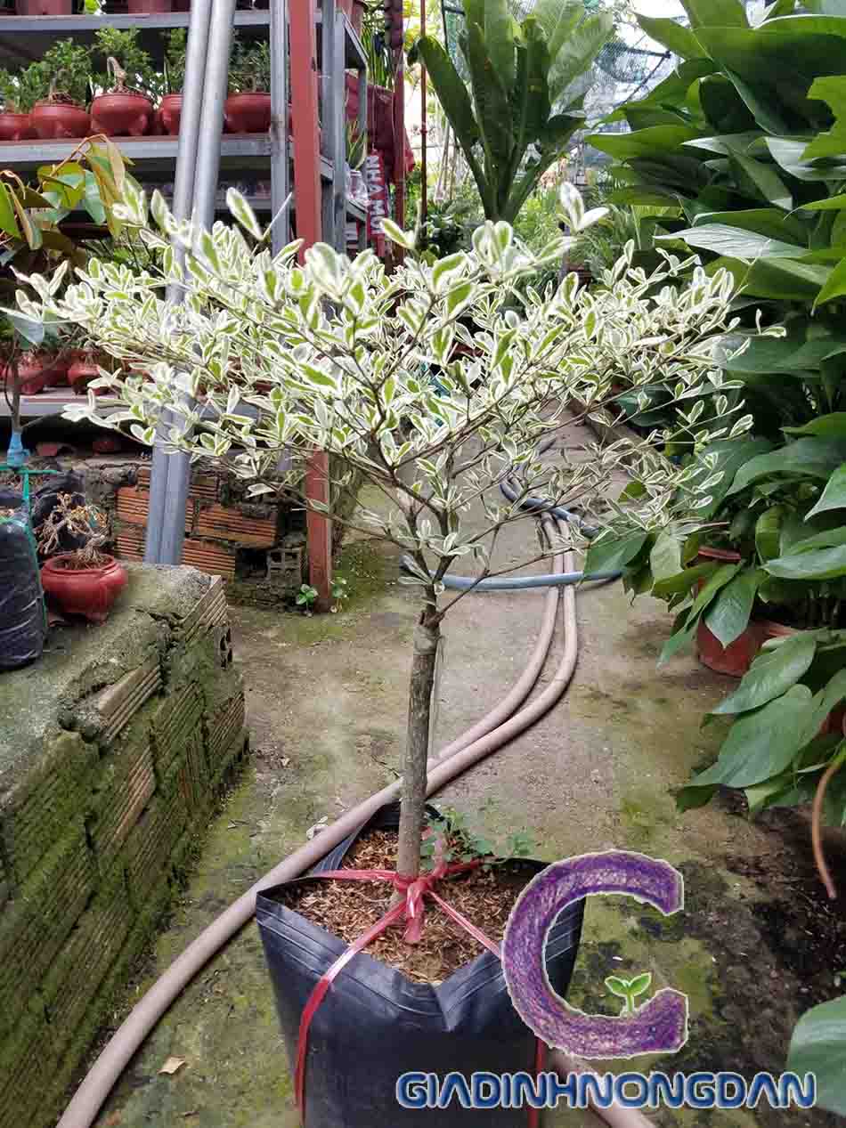 Cây Bàng Nhật Bản Gallery 2