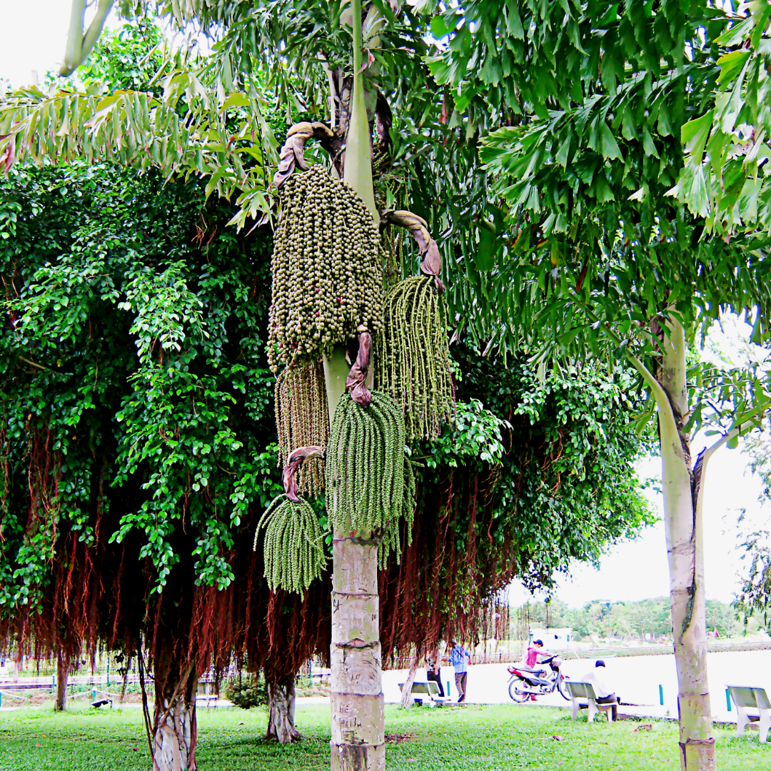 Cây Đủ Đỉnh Là Cây Gì? Gallery 2