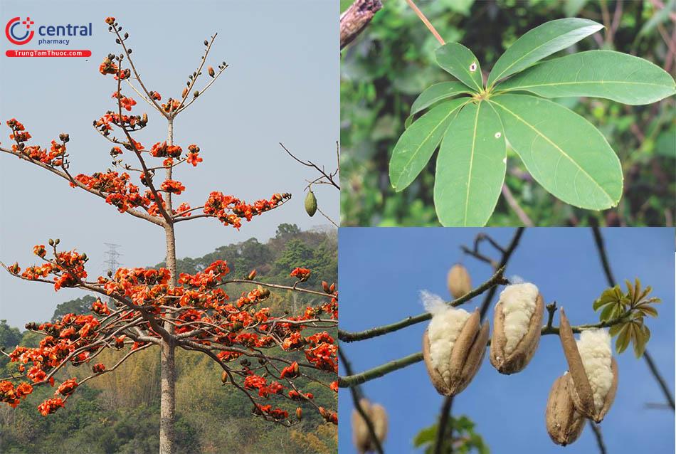 Cây Gạo Là Cây Gì? Gallery 2