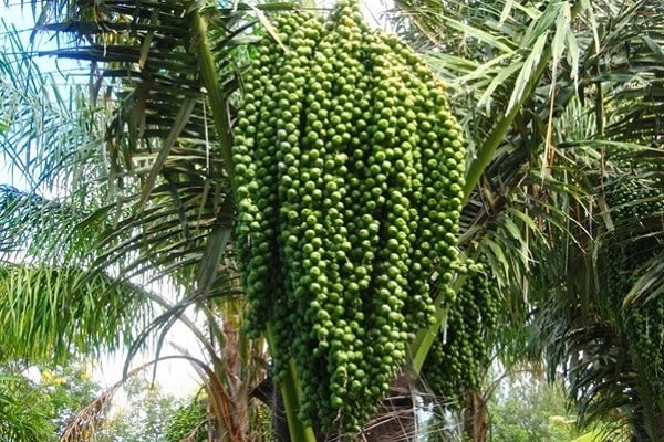 Cây Hạt Đác Như Thế Nào? Gallery 2