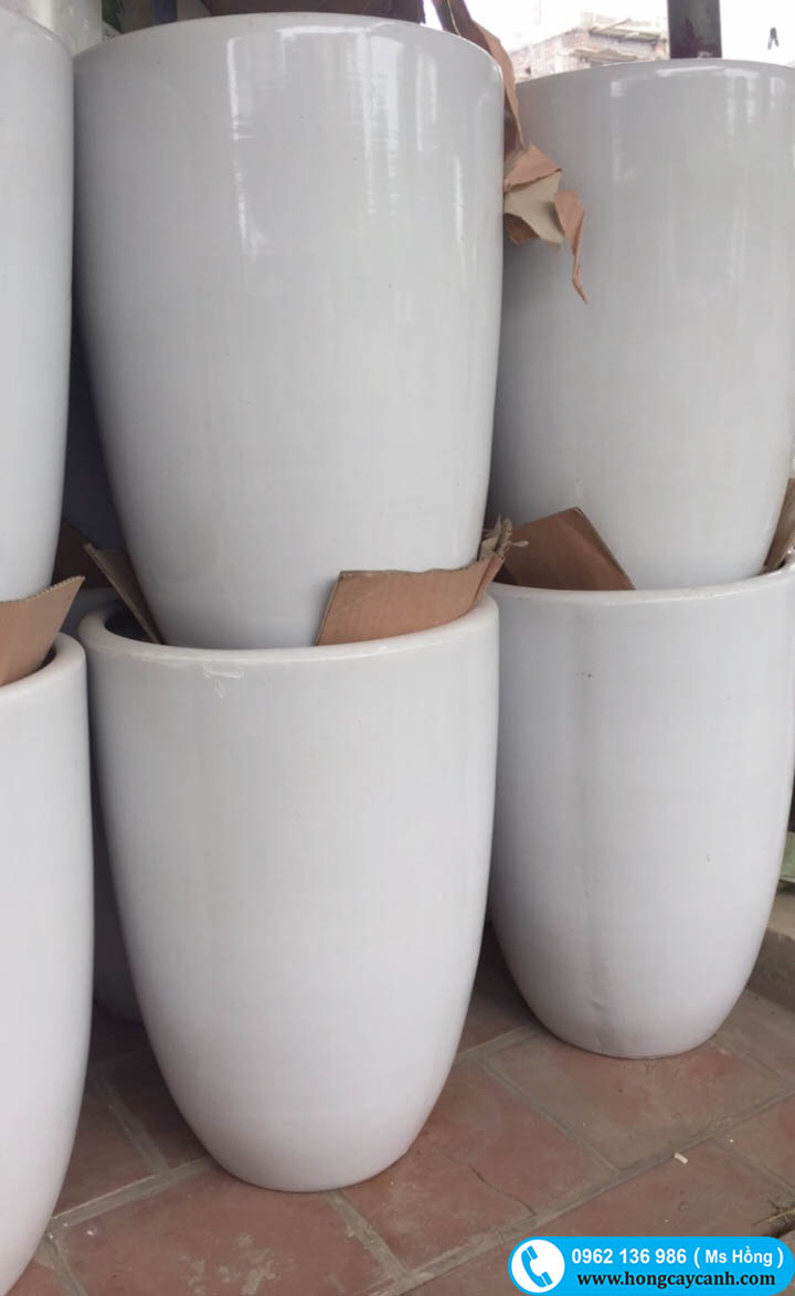Chậu Sứ Trắng Tròn: Sự Lựa Chọn Hoàn Hảo Cho Không Gian Xanh Của Bạn Gallery 2