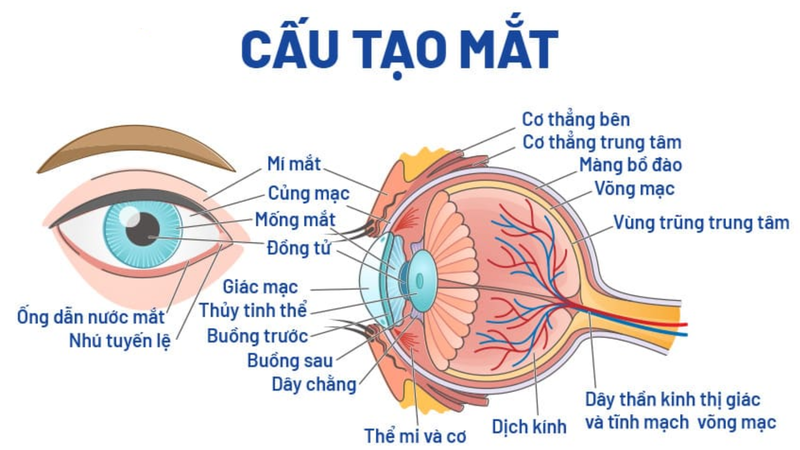 Đong Tu Là Gì? Gallery 2