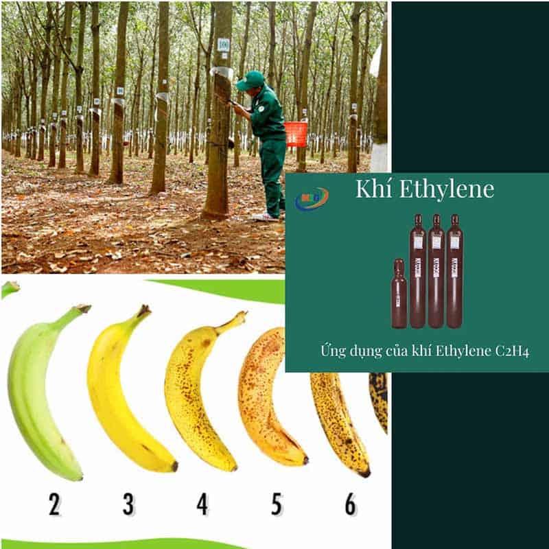 Tác dụng của Etilen Gallery 2