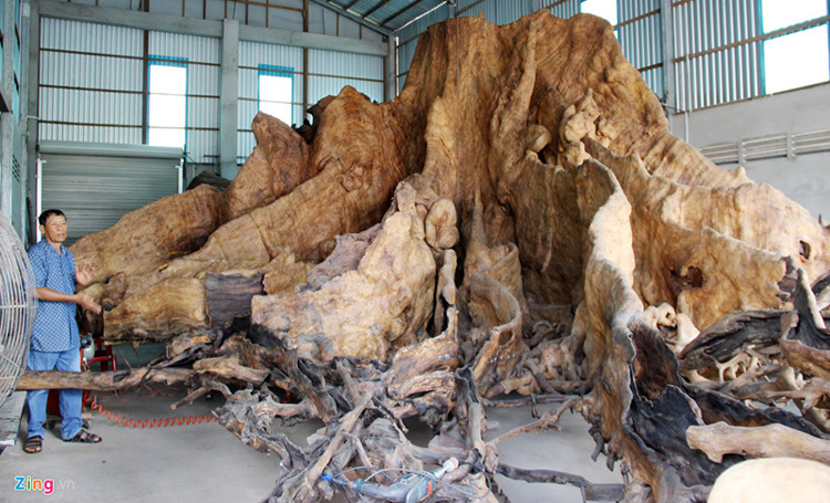 Gỗ cây bàng làm được gì? Gallery 1