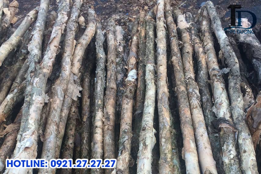 Cừ Tràm Là Gì? Gallery 2