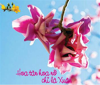 Hoa nở hoa tàn Gallery 2