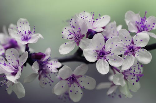 Hình ảnh hoa tím Gallery 2