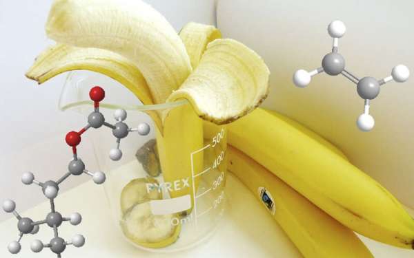 Isoamyl axetat là gì? Tính chất, ứng dụng và an toàn Gallery 2