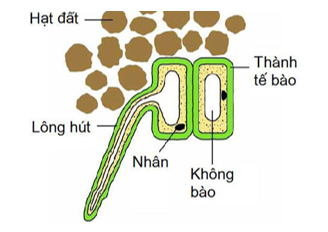 Lông Hút Là Gì? Tìm Hiểu Về Loại Vật Liệu Này Gallery 1