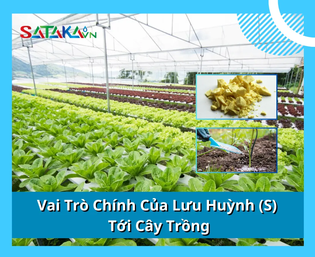 Tác dụng của Lưu huỳnh Gallery 2