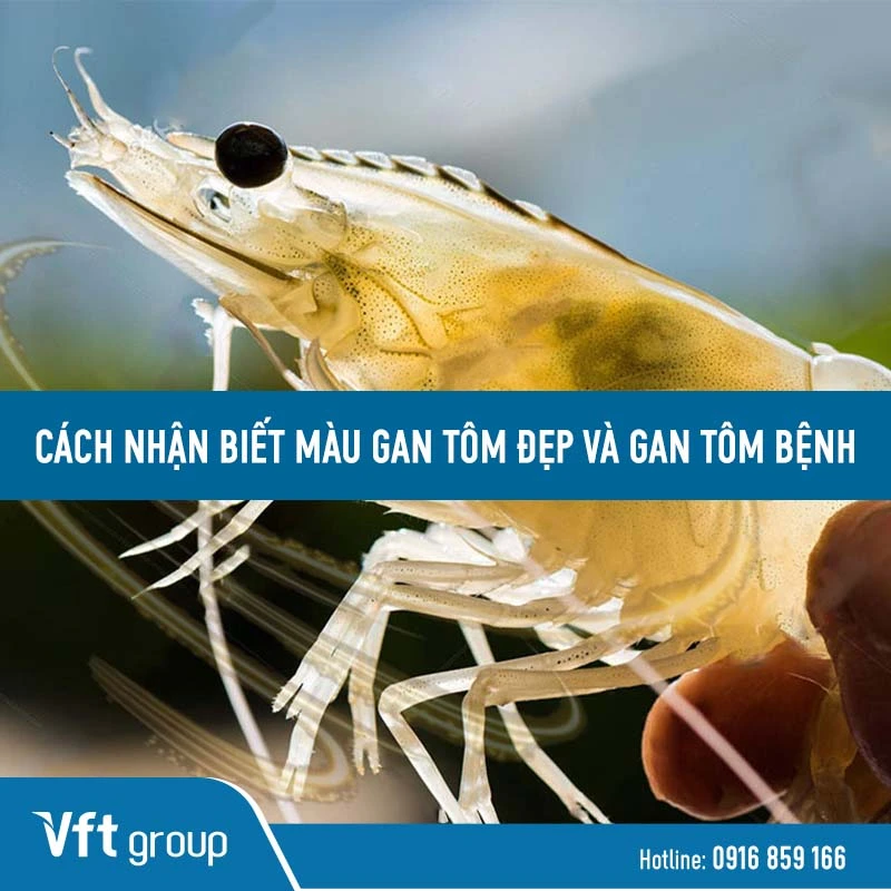 Màu Gan Tôm Đẹp: Khám Phá Sắc Màu Thu Hút Gallery 1