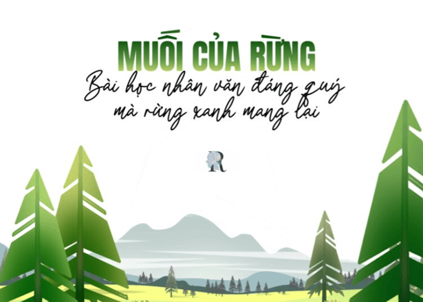 Soạn Muối Của Rừng Gallery 2