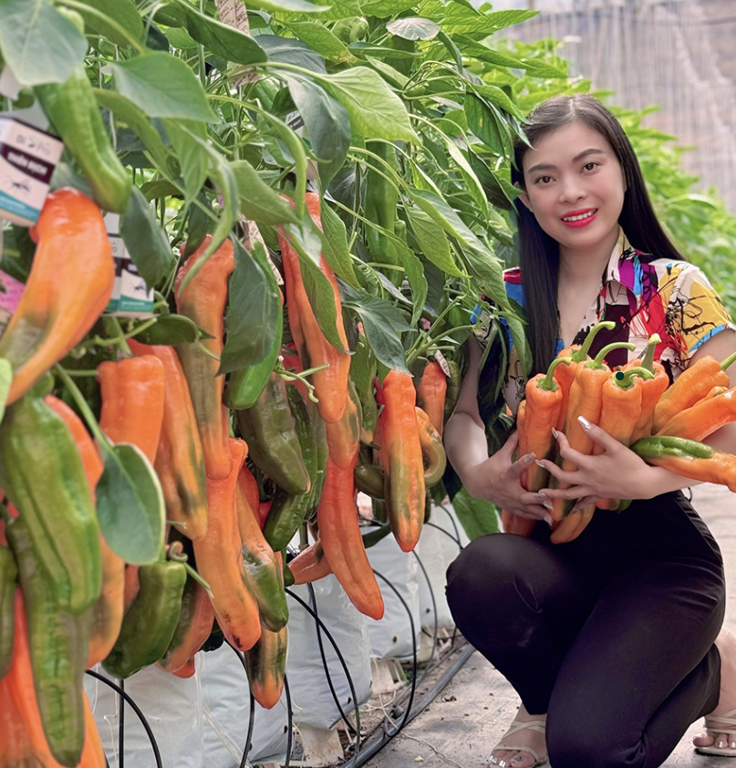 Ớt Trái Cây Đà Lạt - Hương Vị Độc Đáo Từ Cao Nguyên Gallery 2