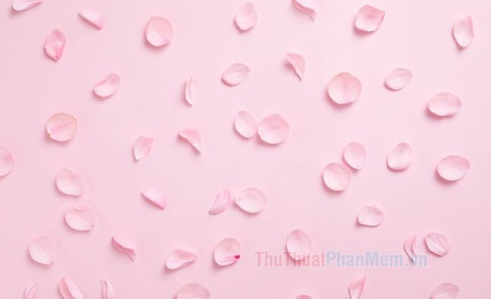 Phông Nền Hồng Nhạt: Sự Lựa Chọn Hoàn Hảo Cho Thiết Kế Của Bạn Gallery 1