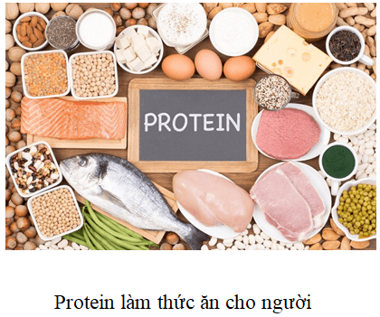 Ứng dụng của Protein trong cuộc sống
