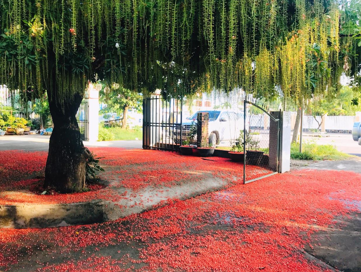Rễ Cây Lộc Vừng Gallery 2