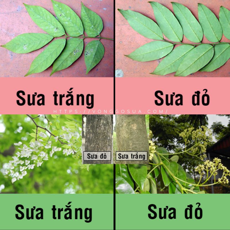 Sưa Đỏ và Sưa Trắng: Khác Biệt, Ứng Dụng và Giá Trị Gallery 2