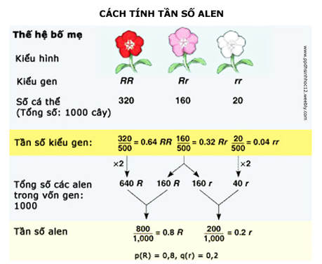 Tần số alen là gì? Gallery 2
