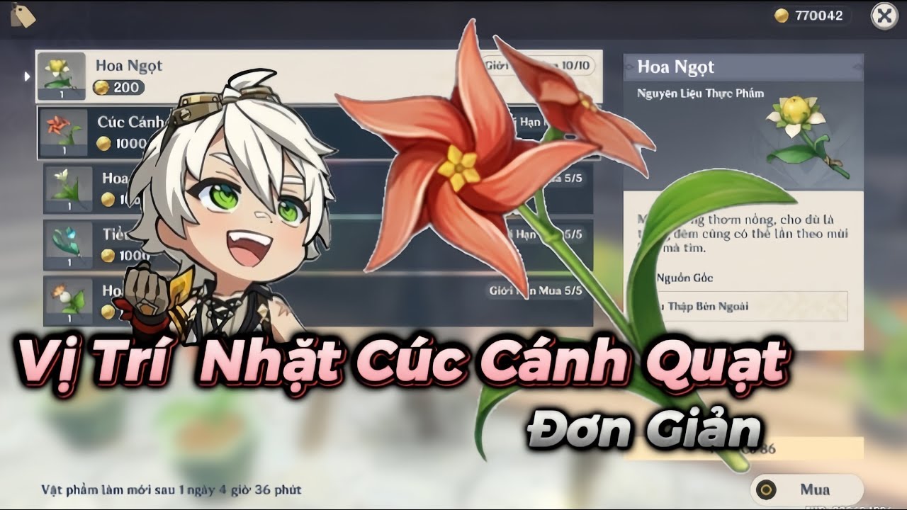 Vị trí cúc cánh quạt là gì? Gallery 2