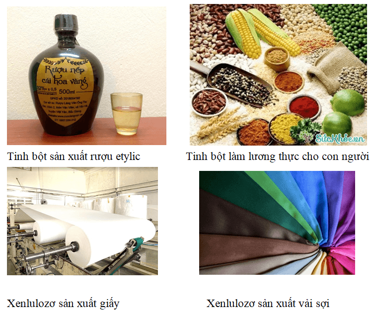Tinh bột và Xenlulozơ: Sự khác biệt và ứng dụng Gallery 2