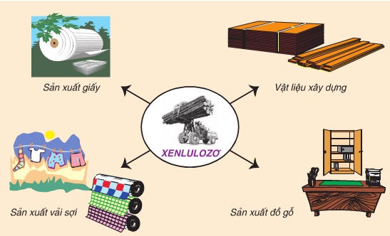 Ứng dụng đa dạng của Xenlulozo trong đời sống