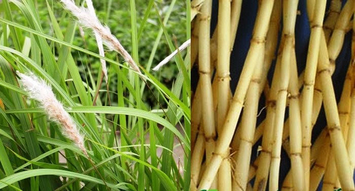 Cây cỏ tranh có tác dụng gì? Gallery 2