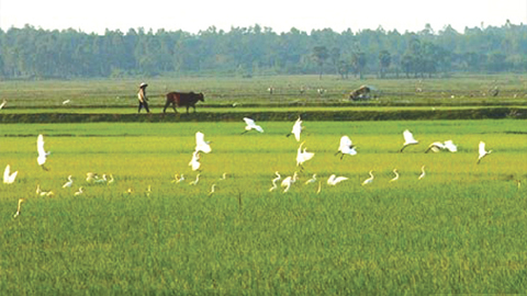 Thẳng Cánh Cò Bay: Nghệ Thuật Bay Cao Và Bí Quyết Thành Công Gallery 2