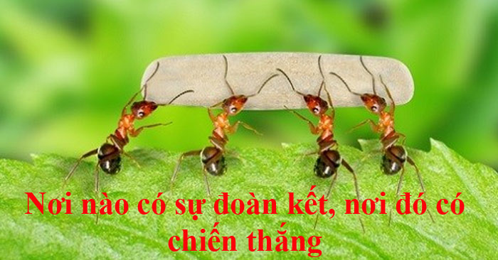 Những Câu Nói Hay Về Tinh Thần Đoàn Kết Gallery 2
