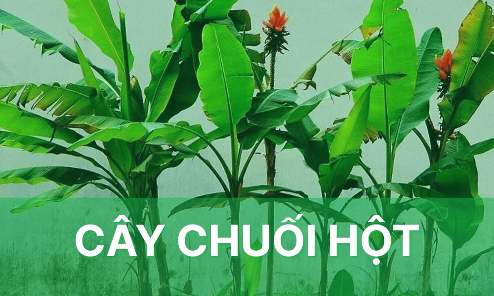 Thân cây chuối hột có tác dụng gì? Gallery 1
