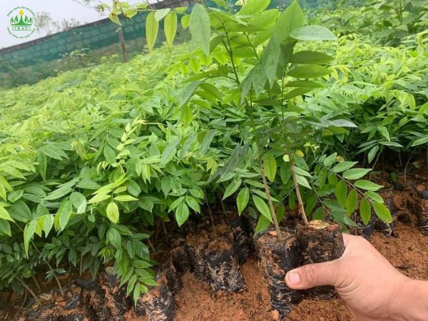 Cây Giống Sưa Đỏ - Nguồn Cung Cấp Uy Tín, Chất Lượng Cao Gallery 2
