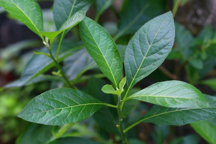 Uống Lá Mật Gấu Có Tác Dụng Gì?