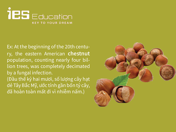 Chestnuts in English Gallery 2