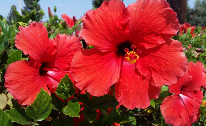 What is Hibiscus in English? Gallery 2
